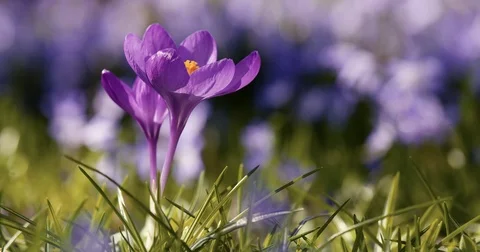 Spring Beautiful Blue Crocus Slider 動画素材 73757373