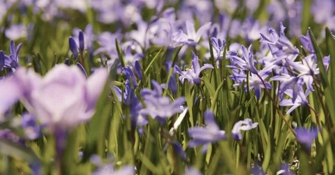 Spring Beautiful Field of Flowers Blossom Slider Stock Footage