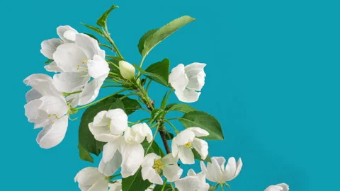 Spring beautiful flowers apple tree blossom is timelapse, close up. Time lapse Stock Footage 155057935