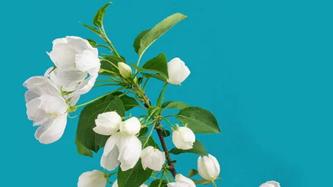 Spring beautiful flowers apple tree blossom is timelapse, close up. Time lapse Stock Footage 155414606