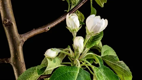 Spring beautiful flowers apple tree blossom is timelapse, close up. Flower buds Stock Footage 155519541