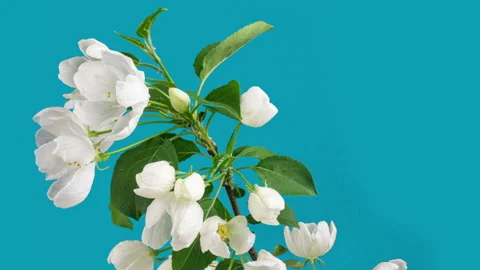 Spring beautiful flowers apple tree blossom is timelapse, close up. Time lapse Stock Footage 156156117