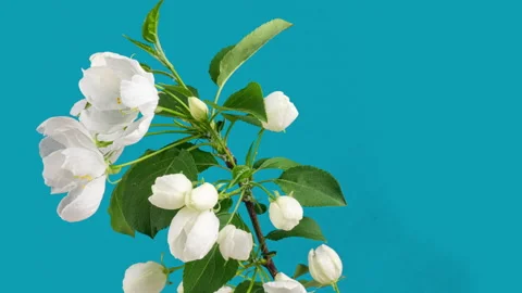 Spring beautiful flowers apple tree blossom is timelapse, close up. Flower buds Stock Footage 157253772