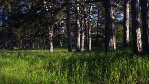 Spring beautiful forest Stock Footage 153896337