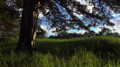 Spring beautiful forest Stock Footage 153896825