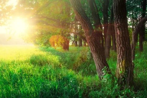 Spring beautiful nature Foto stock