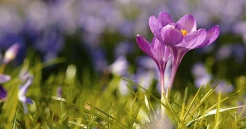 Spring Beautiful Purple Crocus Slider 動画素材 73762770
