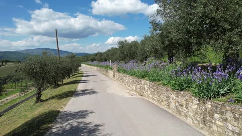 Spring, beautiful purple irises and olive trees with a deep blue sky in Tuscany. Stock-Footage 333307178