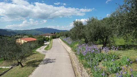 Spring, beautiful purple irises and olive trees with a deep blue sky in Tuscany Stock-Footage 333307202