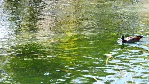 Spring beautiful scenery  in Park, duck swimming on lake Video stock 80305793