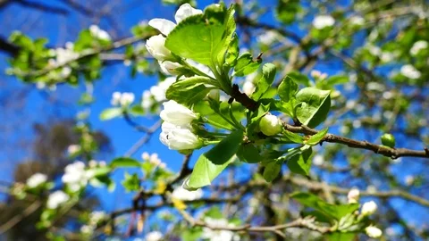Spring beautiful scenery  in Park, lake, trees and flower Video stock 80305323