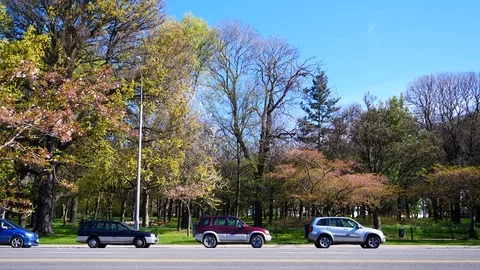 Spring beautiful scenery  in Park, lake, trees and flower Video stock 80305631