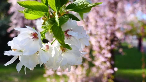 Spring beautiful scenery  in Park, lake, trees and flower Video stock 80305778