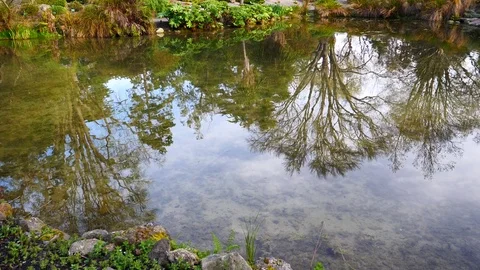 Spring beautiful scenery  in Park, lake, trees and flower Video stock 80305807