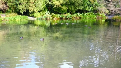 Spring beautiful scenery  in Park, lake, trees and flower Video stock 80305811