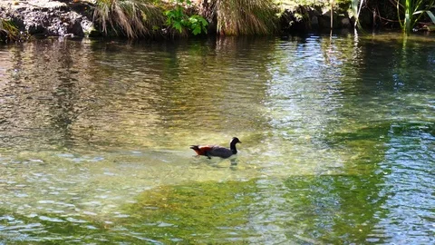 Spring beautiful scenery  in Park, rowing on the lake, duck,trees and flower Video stock 80305654