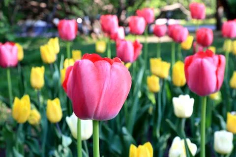 Spring beautiful tulips of different colors Stock Photos