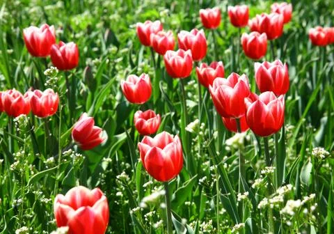 Spring beautiful tulips Stock Photos