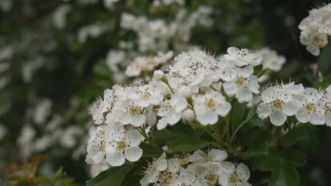 Spring. Beautiful white flowers on the branches. Stock Footage 75506363