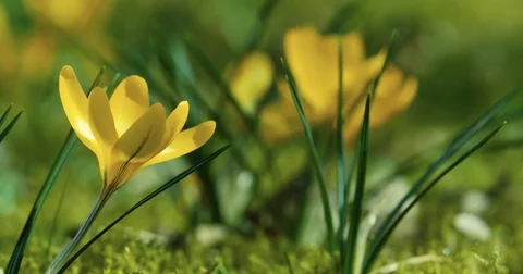 Spring Beautiful Yellow Crocus Slider 動画素材 73756886