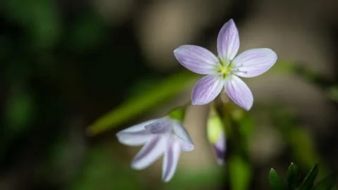 Spring Beauty 스톡 사진
