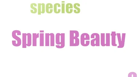 Spring Beauty Wordcloud Animated Isolated On White Stock Footage 103562522