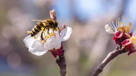 Spring. Bee collects nectar pollen from the white flowers of a flowering cher Stock Photos