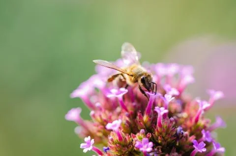 Spring bee on colorful pink flower Stock Photos