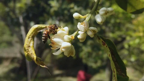 Spring bee eating pollen flying on orange blossom flower,pollination,slow motion Stock Footage 129360586
