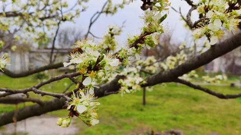 Spring. A bee flies near the branches of a blossoming plum tree. Stock Footage 148960691