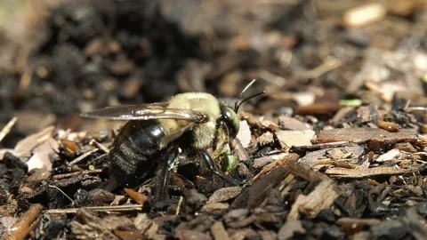 Spring bee Stock Footage 106397624