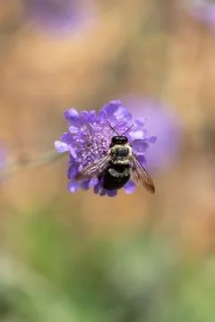 Spring Bee Stock Photos