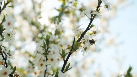 Spring, bee pollinating flowering trees, slow motion Video stock 115664327