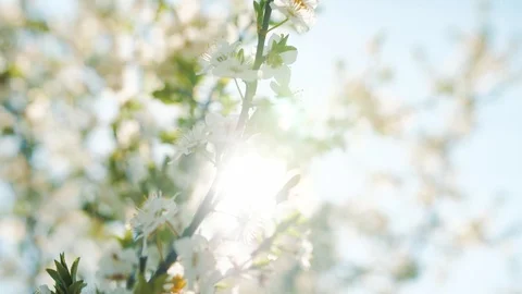 Spring, bee pollinating flowering trees, slow motion Stock Footage 115664670