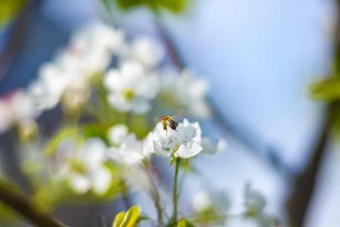 Spring. Bee takeoff over pear flower after pollination. Blurred background Stock Photos