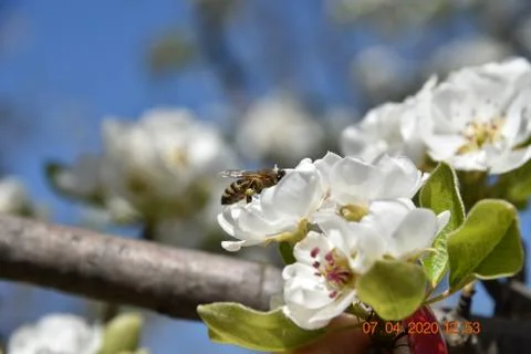 Spring bee on the White Cherry blossom 写真素材