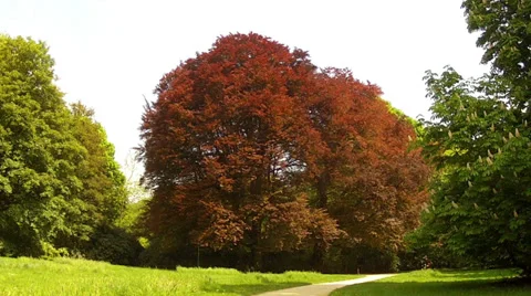 Spring beech and  blooming chestnut in the Groenenberg park. Stock Footage 37708456