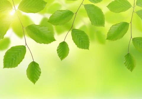 Spring Beech branch Stock Photos