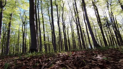 Spring beech forest Stock Footage 111912885