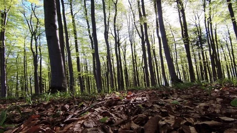 Spring beech forest Stock Footage 111912889