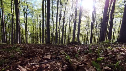 Spring beech forest Stock Footage 111912922