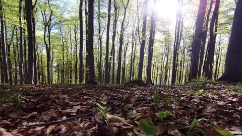 Spring beech forest Stock Footage 111912930