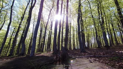 Spring beech forest Stock Footage 111913253