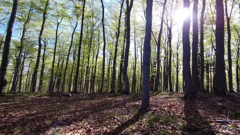 Spring beech forest Stock Footage 111913328