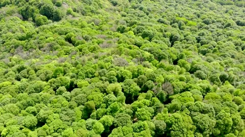 Spring beech forest in the mountainous Crimea Stock Footage 147101457