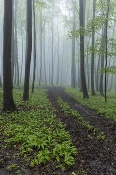 Spring beech forest in White Carpathians, Southern Moravia, Czech Republic Stock Photos