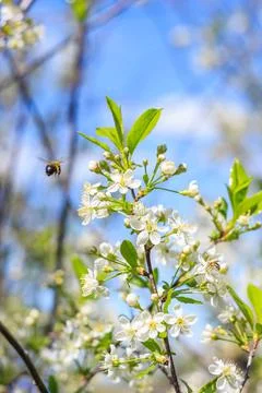 Spring. Bees collects nectar from the white flowers of a flowering cherry on  Stock Photos