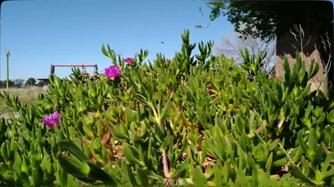 Spring: Bees flying over colorful flowers of a succulent plant Stock Footage 160999727