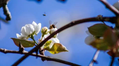 Spring Bees Humming Stock Photos