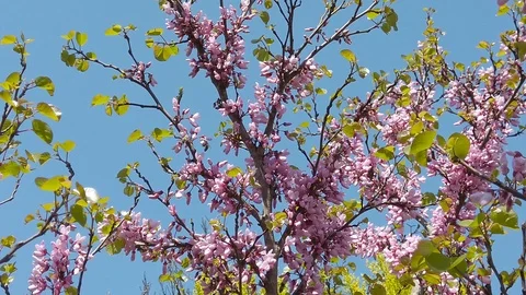 Spring Bees on Plum Blossoms (Slow Motion) Stock Footage 109110211